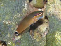 Image of Ecsenius stigmatura (Tailspot coralblenny)