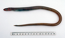 Image of Echelus uropterus (Finned worm eel)