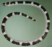 Image of Leiuranus versicolor (Convict snake eel)