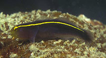 Image of Elacatinus horsti (Yellowline goby)