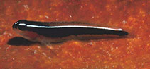 Image of Elacatinus lori (Linesnout goby)