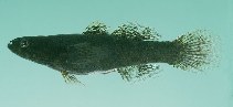 Image of Eleotris mauritiana (Widehead sleeper)