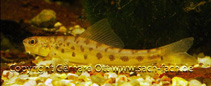 Image of Ellopostoma mystax (Enigmatic loach)