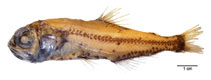 Image of Electrona risso (Electric lantern fish)