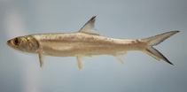 Image of Elops saurus (Ladyfish)
