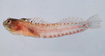 Image of Emblemariopsis bottomei (Shorthead blenny)