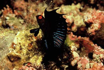 Image of Emblemaria hypacanthus (Gulf signal blenny)