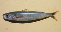 Image of Emmelichthys nitidus (Cape bonnetmouth)