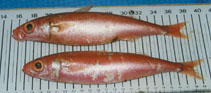 Image of Emmelichthys ruber (Red rover)