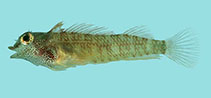 Image of Enneapterygius abeli (Yellow triplefin)