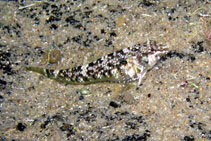 Image of Enneapterygius atrogulare (Blackthroat Triplefin)