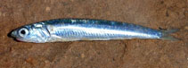 Image of Engraulis australis (Australian anchovy)