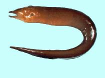 Image of Enchelycore bikiniensis (Bikini Atoll moray)