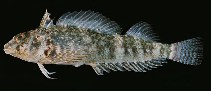 Image of Enneapterygius etheostoma 