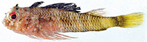 tn_Enfla_m2.jpg