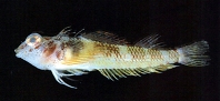 Image of Enneapterygius flavoccipitis (Yellownape tripplefin)