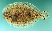 Image of Engyprosopon grandisquama (Largescale flounder)