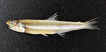Image of Encrasicholina heteroloba (Shorthead anchovy)