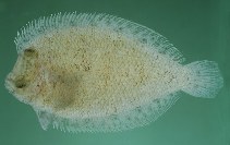 Image of Engyprosopon latifrons 