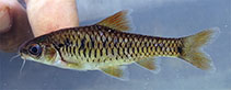 Image of Enteromius marmoratus 