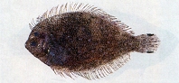Image of Engyprosopon multisquama 