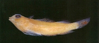 Image of Enneapterygius nanus (Pygmy triplefin)
