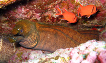 Image of Enchelycore nigricans (Viper moray)