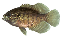 Image of Enneacanthus obesus (Banded sunfish)