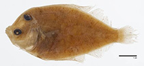 Image of Engyprosopon obliquioculatum 