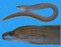 Image of Enchelycore octaviana (Slenderjaw moray)