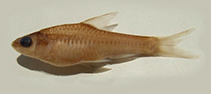 Image of Enteromius profundus 