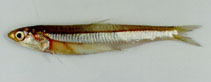 Image of Encrasicholina punctifer (Buccaneer anchovy)
