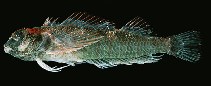 Image of Enneapterygius randalli (Rapa triplefin)