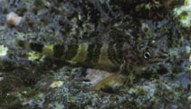 Image of Enneapterygius rhabdotus (Umpire Triplefin)