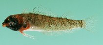 Image of Enneapterygius rufopileus (Redcap triplefin)
