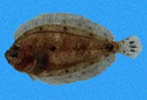 Image of Engyophrys sanctilaurentii (Speckled-tail flounder)