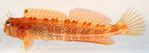 Image of Entomacrodus stellifer (Stellar rockskipper)