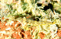 Image of Enneapterygius vexillarius (Blacksaddle triplefin)