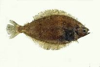 Image of Eopsetta grigorjewi (Shotted halibut)