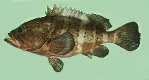 Image of Epinephelus amblycephalus (Banded grouper)