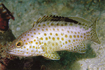 Image of Epinephelus areolatus (Areolate grouper)