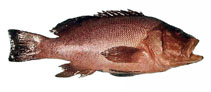 Image of Epinephelides armatus (Breaksea cod)