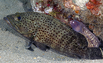 Image of Epinephelus bontoides (Palemargin grouper)