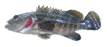 Image of Epinephelus bruneus (Longtooth grouper)