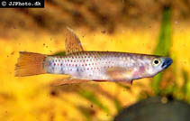 Image of Epiplatys chaperi (Toothed carp)