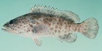 Image of Epinephelus coioides (Orange-spotted grouper)