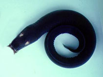 Image of Eptatretus deani (Black hagfish)
