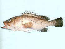 Image of Epinephelus epistictus (Dotted grouper)