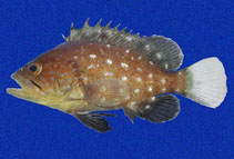 Image of Hyporthodus exsul (Tenspine grouper)