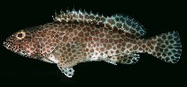 Image of Epinephelus faveatus (Barred-chest grouper)